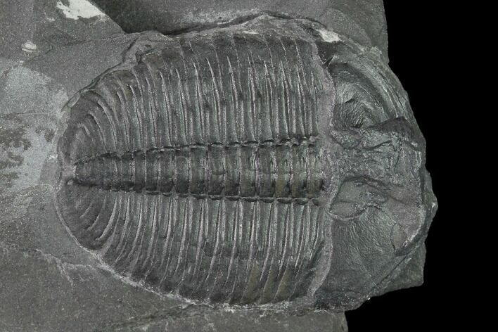 Elrathia Trilobite Fossil - Utah #139571